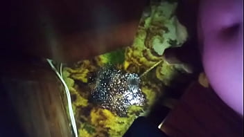 Late Night Piss On The Carpet