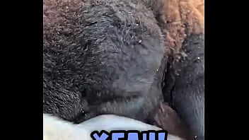 Sweet Little Sheep On The Way While Running In Merion Wool! ??️what' The Cutest Animal You_ve Encounte...