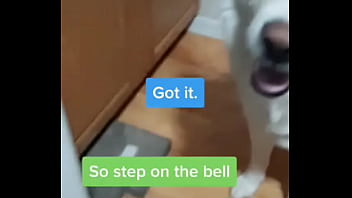 Made A Lil Video With The _microwave_ Bit, Turn Your Sound On!?more Doggo Shenanigans On My Tiktok!