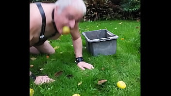 La Truie Ramasse Des Pommes.