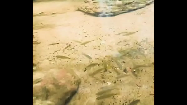 Pezinhos Com Peixinhos