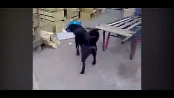 Cachorro Puto Da Vida