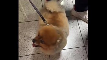 Happy dog️ - Update #190 (2024-12-11T18:43:12.000Z)