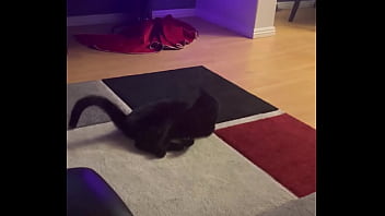 Goblin Chasing His Tail Like He' Still A Kitten ⬛