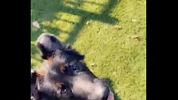 When I Own A Gsd It' For Working. He Knows His Job And Keep Up With Training