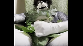 太ったハスキーの葉っぱビキニ