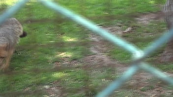 Peru, Zorra - Unknown - 2025 - Wild - Scene - Video 6029863