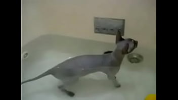 Unknown - 2025 - Hot - Show - Video 6484458