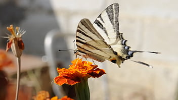 Shemale, Day, Butterfly - Shemale - 2025 - Sexy - Performance - Video 6089453